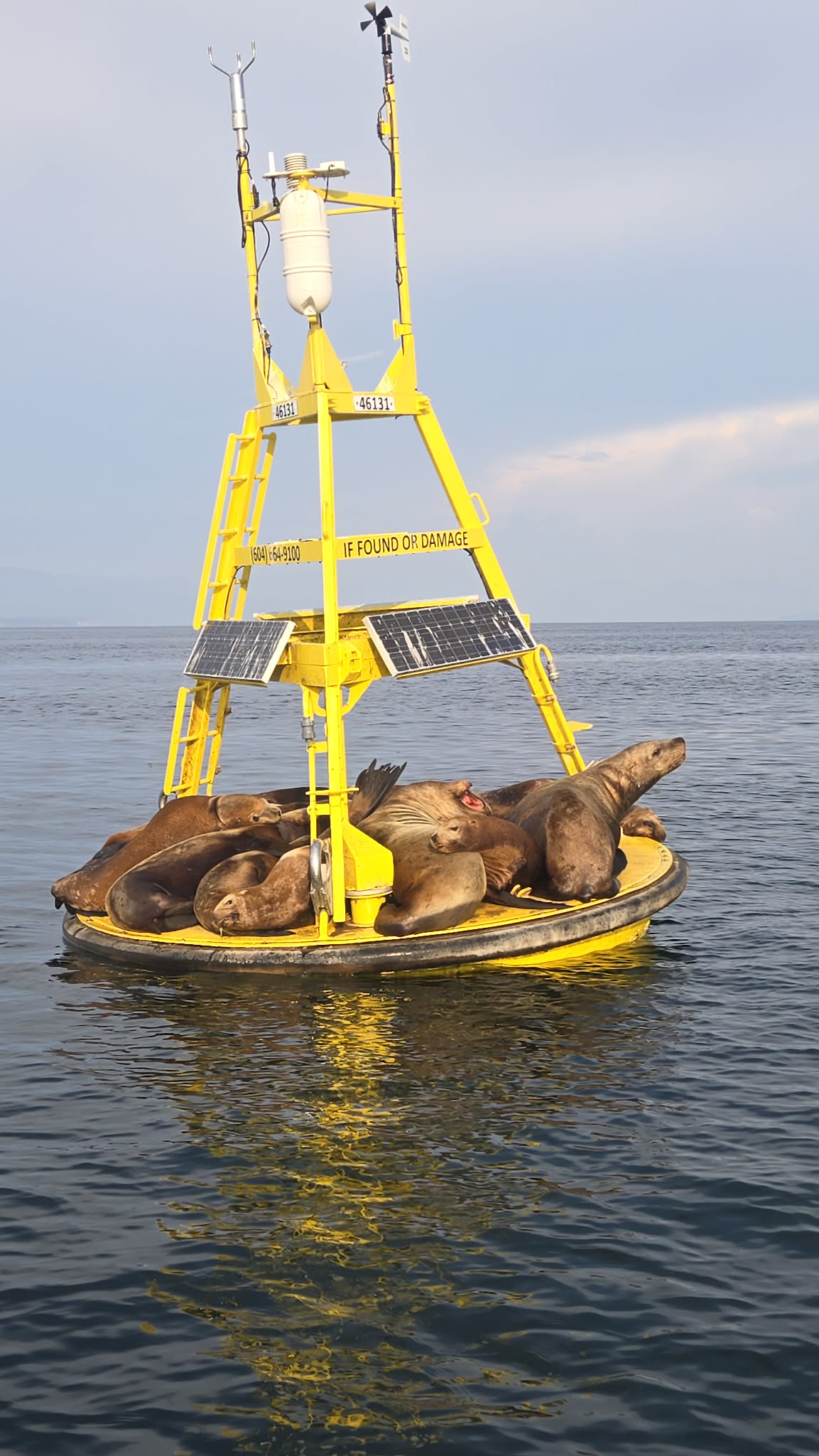 A bright yellow buoy floating in the calm waters on a cloudy day. The buoy has multiple sea lions resting on it, the sea lions are brown in color.